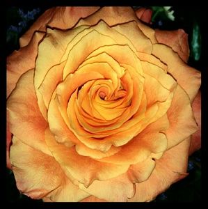 Meet your Posher, Desiree